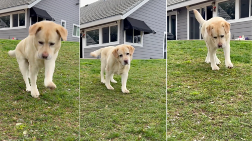 Disabled Yellow Labrador Trying To Help Mom Is the Definition of Sweetness