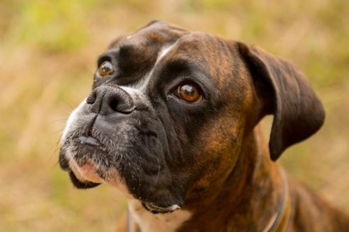 Boxer Plays Lightsaber Battle With Human Brother and Totally Nails It