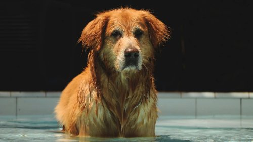 Sweet Golden Retriever Uses Human As the Best Pool Noodle