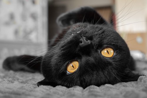 Cat's Look of Pure Contentment While Taking in the Sunshine Will Make Anyone Melt
