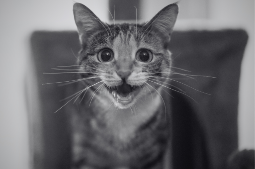 Cat Begs Door Camera to Let Her Back in After Realizing She's 'Not Built for the Streets'