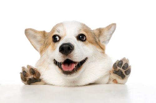 Corgi's Funny Little Dance Upon Seeing Their Human Gives Total 'Looney Tunes' Vibes