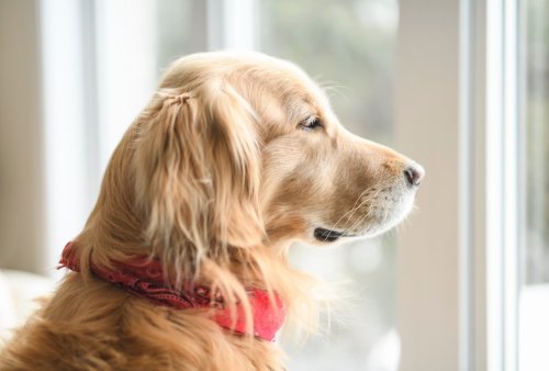 Labrador & Golden Retriever 'Separated by Fire Escape' in the City Give 'Romeo & Juliet' Vibes