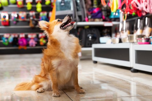 Footage of Rescue Dog Picking Out Her First Toy Is Touching Hearts
