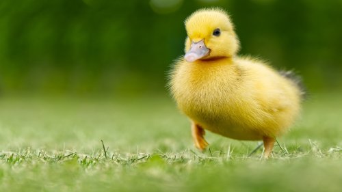 Tiny Disabled Duckling Who Loves Watching 'Bluey' Is a True Heart-Melter