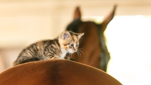Coolest Cat on the Farm Goes Viral After Showing Off Horseback Riding Skills
