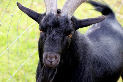 Billy Goat Looks Identical to His Human Dad and It's an Absolute Compliment