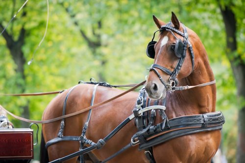 NYC Carriage Horse 'Treated Like a Vehicle' Gets New Life 'Filled with Love' at Sanctuary