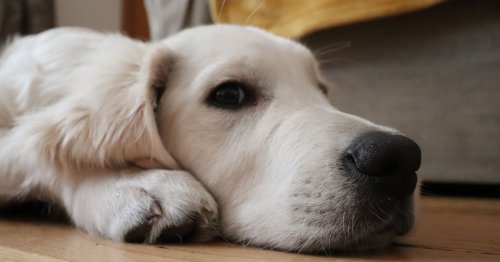 Golden Retriever Gets 'Annoyed' By Everyday Life and TBH, We Totally Get It