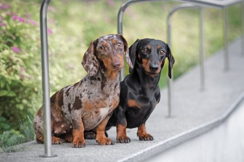 Dachshund 'Throws a Fit' Over Sister Taking His Stick Just Like an Upset Kid