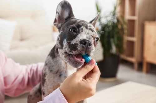 I'm a Vet With 40+ Years of Experience—Here's One Thing I Beg All My Dog Owners to Do to Help Their Dogs Live Longer