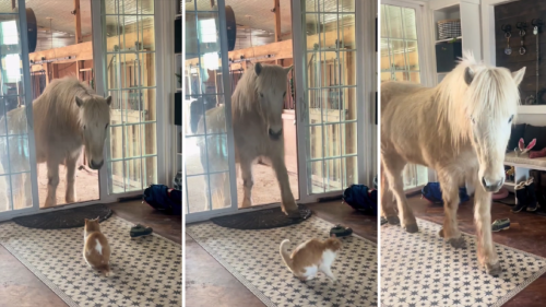 Icelandic Horse Walks Right Into Family's Home After Being 'Invited' by the Cat