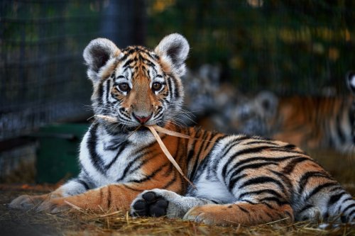 Oakland Zoo’s Viral Rescue Tiger Cub Is Officially Moving Out and People Are in Tears
