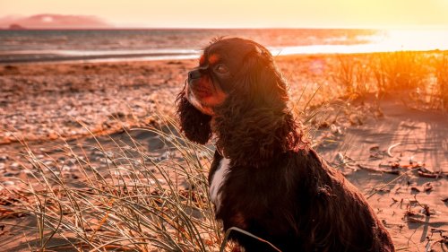 Little Dog 'Enjoying the Sunset' by Himself Has People Moved