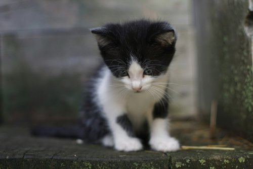 Resident Cat Teaches Foster Kitten What Love Is in the Most Heartwarming Way