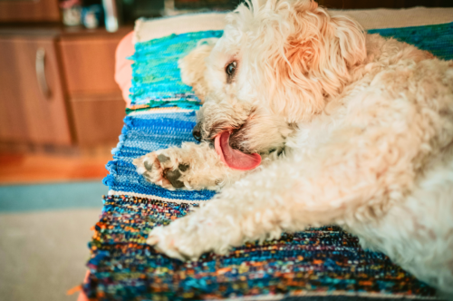 Can Dogs Get Seasonal Allergies Like Humans? A Vet Explains