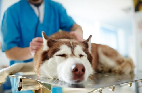 Veterinarian Explains 7 Cancer Warning Signs in Dogs for Earlier Diagnosis