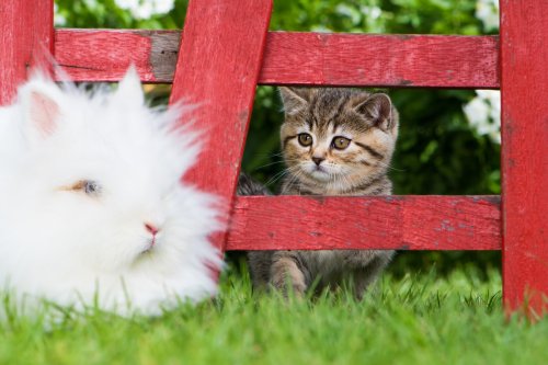 Cat's Pure Confusion Over New Bunny Sibling Has People in Stitches