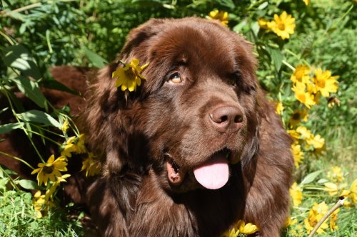 Newfoundland's Sad Eyes After Member of His 'Pack' Leaves Are Full of Pitiful Sweetness