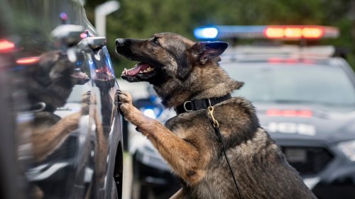 Final Sign-Off Message for Dedicated K9 Has Everyone in Tears