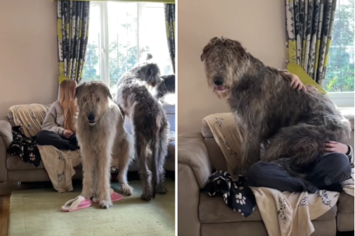 Giant Irish Wolfhound Thinks He's a Lap Dog and Can't Be Told Otherwise