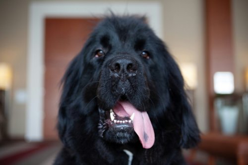 Newfoundland's Persistence While 'Demanding' a Treat Has People Calling for Justice