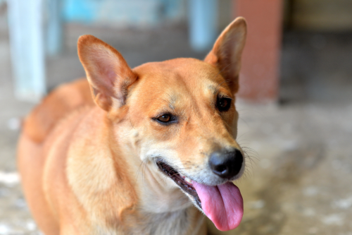 Street Dog's Incredible Transformation From 'Chained Up' to TV Star Is the Best