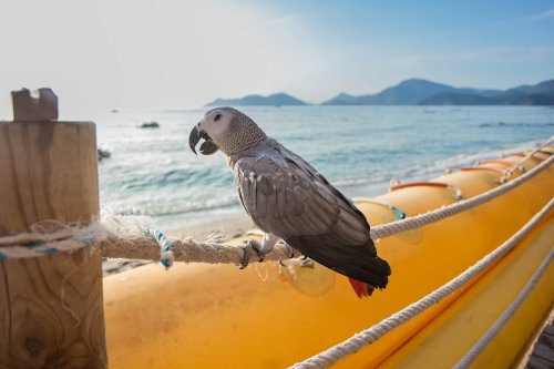 African Grey Parrot Sounds Just Like the Ocean and It’s Total Vacation Vibes