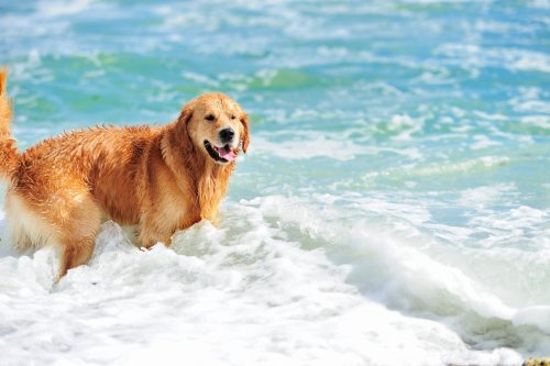 Man Claims His Golden Retriever’s Way of Getting Out of the Lake Would Give Girl Dogs the ‘Ick'
