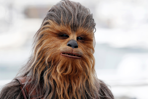 Little Shih-Tzu Looks Exactly Like Chewbacca and Even 'Star Wars' Noticed