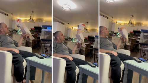Cockatoo Throws Epic Toddler-Style Tantrum Over Dad Saying It's Bedtime