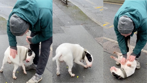 Bull Terrier Demands Belly Rubs During Training Session Like a Boss