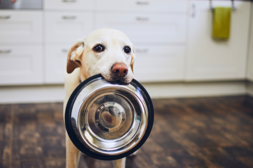 How to Help Your Dog Live Longer—and Ways You're Shortening Your Dog's Life