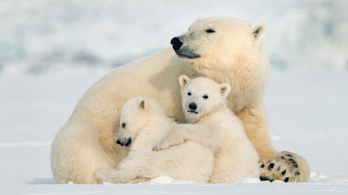National Geographic's Cute Video of Mama Polar Bear Guiding Her Cubs Is Irresistible