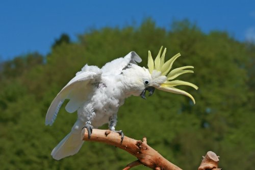 Cockatoo Doing Signature 'Flock Call' to End the Day Has the Cutest Little Side Shuffle