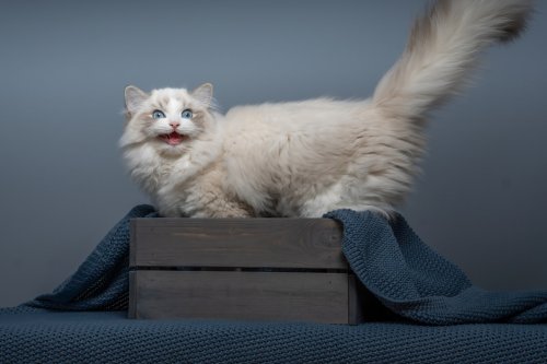 Gorgeous Ragdoll Cat's Ability to Do Tricks Gives Most Dogs a Run for Their Money