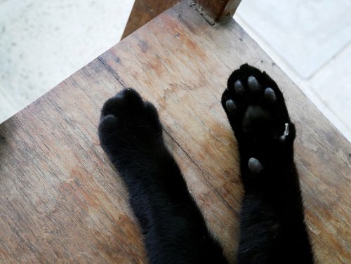 Black Cat with Rare Skin Condition Looks Like She's Been Dipped in Milk