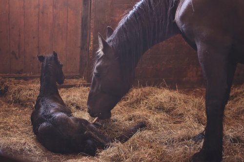 Farmer's Attempt To Help Mare Get Ready To Give Birth Is Priceless