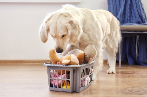 Golden Retriever 'Checking Up on Toys' to Ensure They're 'Safe' Is the Purest Little Soul