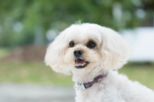'Aggressive' Little Senior Dog Gives Adopter Most Perfect Surprise After Feeling Loved