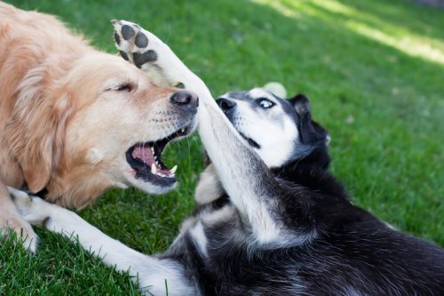 Golden Retriever's 'National Geographic' Moment with Husky Is Pure Internet Gold