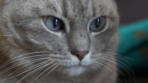 Cat's Vengeful Eyes While 'Plotting Groomer's Demise' Just Won the Internet