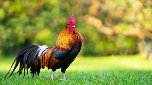 Rooster Runs with Glee to Greet Mom Just Like a Happy Dog