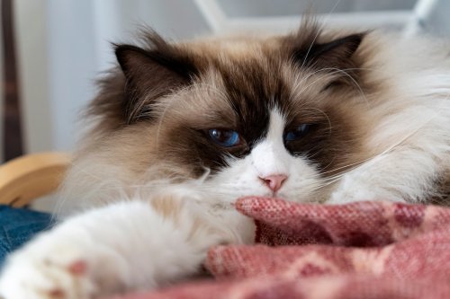 Ragdoll Cat Who 'Lives Like She Has a Trust Fund' Even Has Her Own 'Apartment'