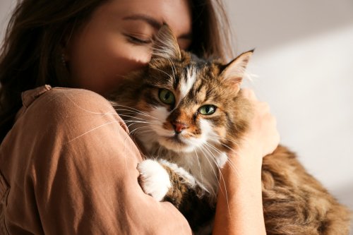 Cat Behaviorist Lists 5 Key Things Humans Should Provide for Cats