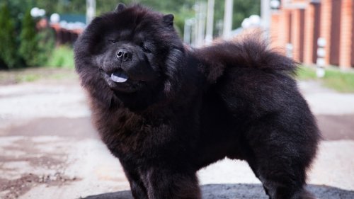 Chow Chow Makes Friends with Bumblebee and It's Too Cute to Handle