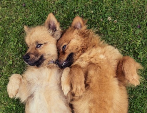 Well-Trained Dog Meets Surprise Gopher—and the Moment Is Adorable
