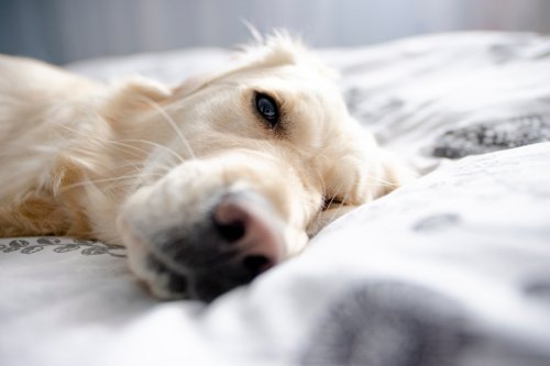 Golden Retriever’s Wake-Up Routine With Mom Is the Stuff of Dreams
