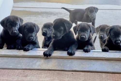Black Lab Puppies Roll Into the Vet Like Celebs on the Cutest Red Carpet