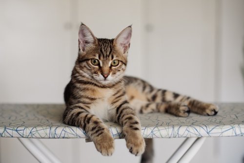 6 Most Popular Cat Breeds to Own in 2026, According to Vets